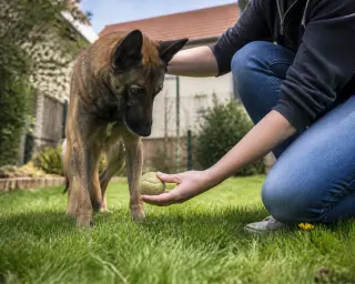 In a home garden, a Belgian Malinois and a kneeling person share a gentle, focused moment with a tennis ball, sunlight casting soft shadows on the spring grass.