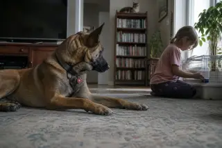 Belgian Malinois from a shelter resting in a cozy living room, observing a child caring for a small pet, with a cat watching from a bookshelf in natural morning light.
