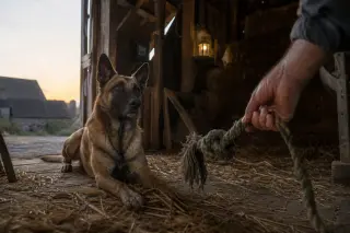 A Belgian Malinois resting in the soft golden light of a rustic Flemish barn, near an open door, with a farmer's hand offering a rope toy, evoking a quiet moment of trust and legacy.