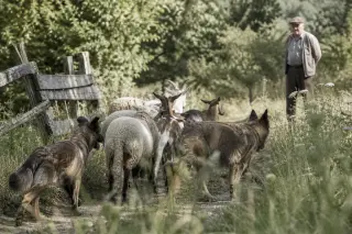 Two Belgian shepherds herding sheep and goats through Belgian countryside, seen from behind tall grass with a farmer watching in the distance, in soft natural light.