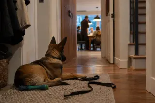 Young Belgian Malinois lies watching an open door from a home hallway at dusk, with natural soft light and subtle signs of daily life nearby.