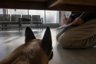 View from under a bench in a shelter, showing a Belgian Malinois' perspective; an evaluator's hands take notes in soft natural light, evoking a calm and subtle environment.