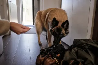 Belgian Tervueren exploring a hallway, sniffing objects while a hand offers a treat, in soft natural light