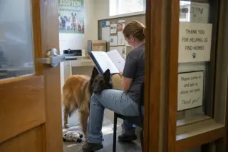Shelter volunteer reading to a Belgian Tervuren who rests his head on her knee in a softly lit modern adoption center, viewed from just outside a doorway.