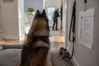 Belgian Shepherd resting on a mat near an entryway, surrounded by walking shoes, a leash, and a visible checklist, bathed in soft natural light.