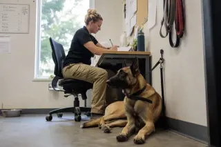 Belgian Malinois sitting calmly beside a behaviorist at a desk in a softly lit shelter office, with evaluation paperwork in view.
